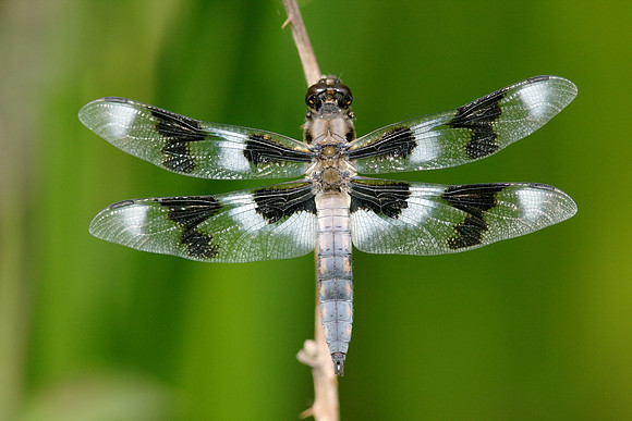 Eight Spotted Skimmer
