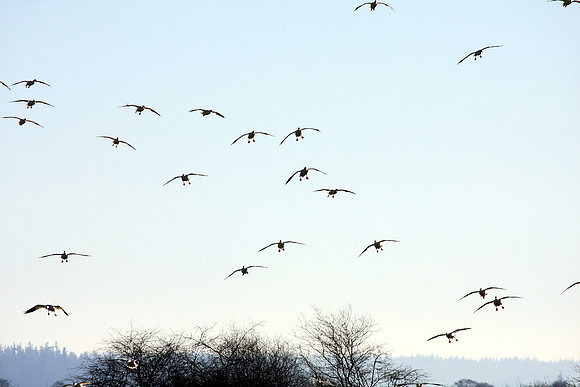Snow Geese en masse