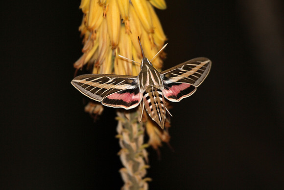 White-lined Sphynx Hummingbird Moth