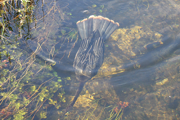 Anhinga