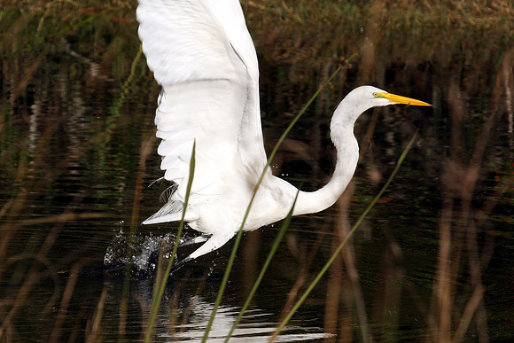 Great Egret
