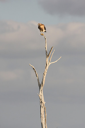 American Kestrel