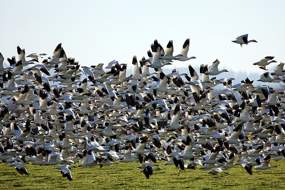 Snow Geese en masse