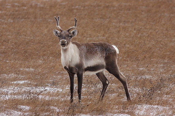 caribou