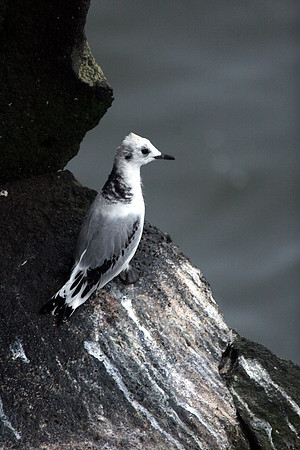 Black Legged Kittiwake