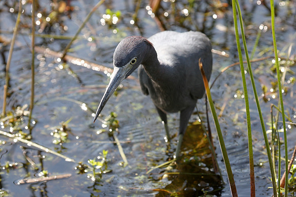 Tricolor Heron