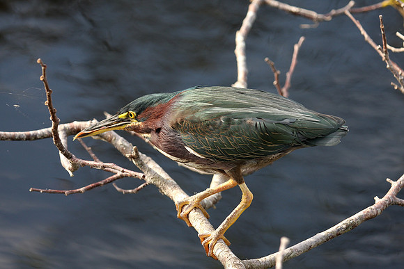 Green Heron