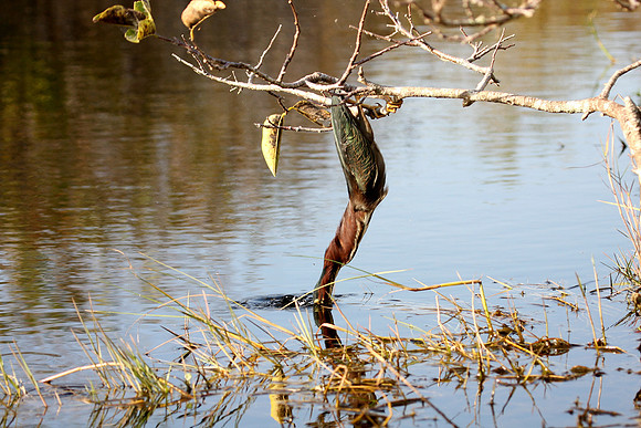 Green Heron
