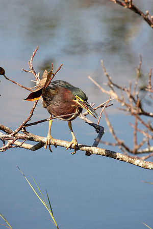 Green Heron