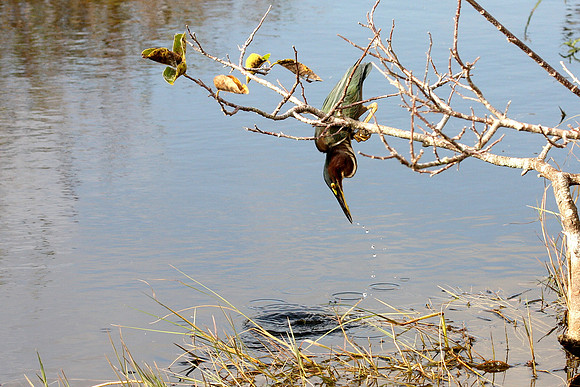 Green Heron