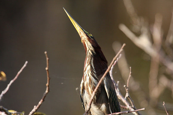 Green Heron