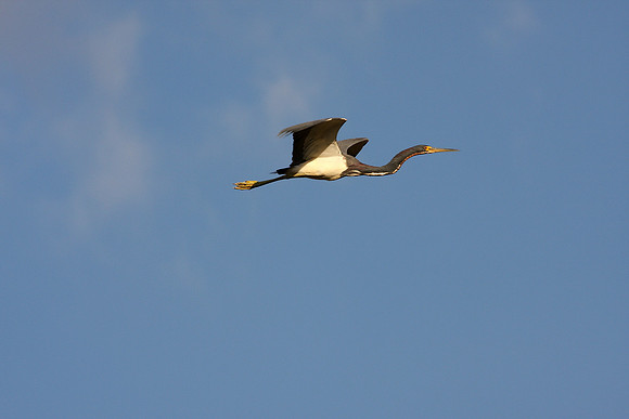 Tricolor Heron