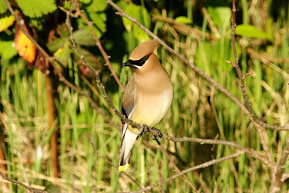 Cedar Waxwing