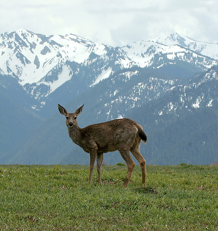Hurricane Ridge