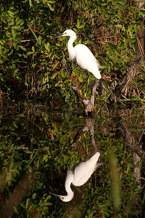 Great Egret