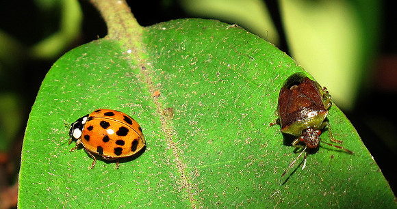 Ladybug