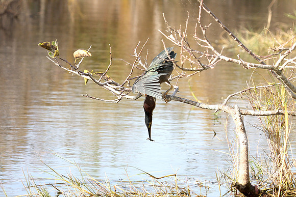 Green Heron