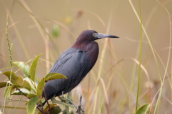 Little Blue Heron