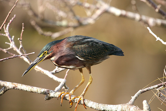 Green Heron