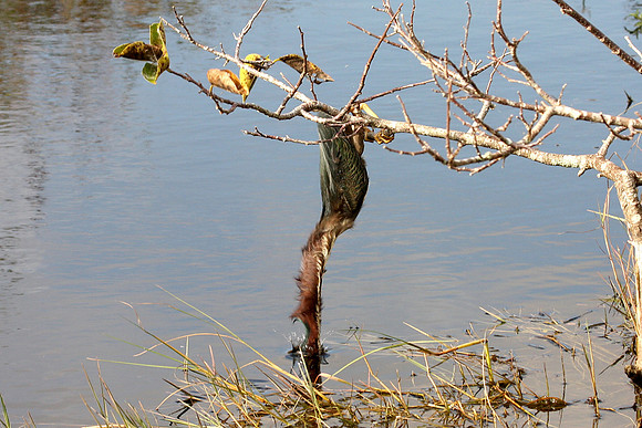 Green Heron
