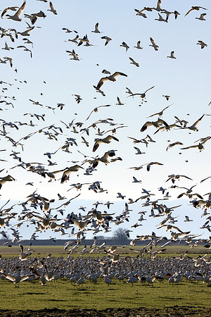Snow Geese en masse