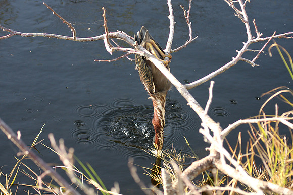 Green Heron