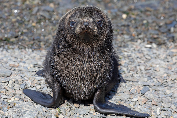 _SK_4248