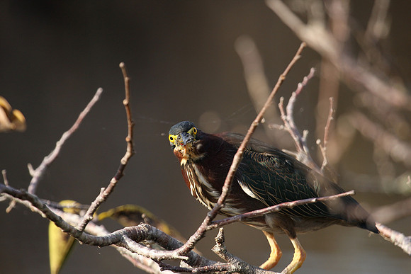 Green Heron