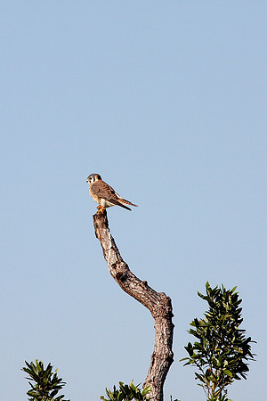 American Kestrel