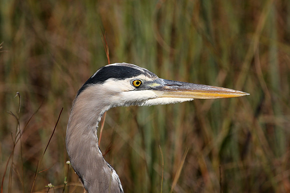GBH