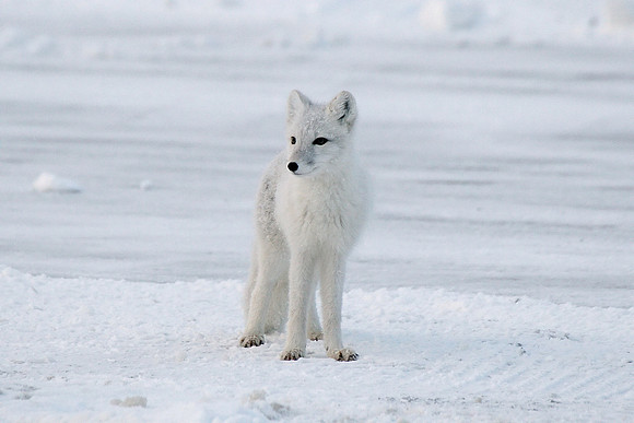 Arctic Fox