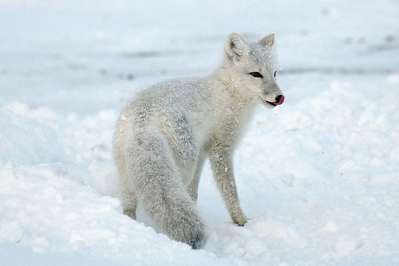 Arctic Fox