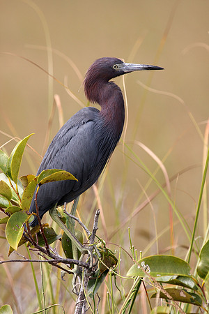 Little Blue Heron