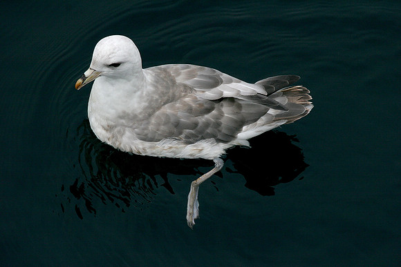 Northern Fulmar