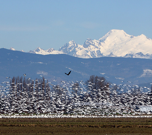 Snow Geese and Mt. Baker
