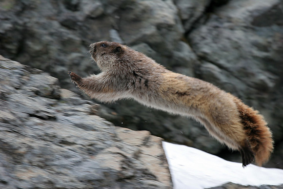 Olympic Marmot