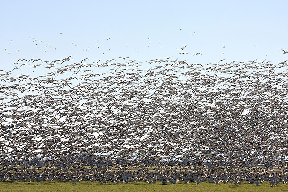 Snow Geese en masse