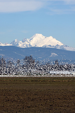 Snow Geese and Mt. Baker