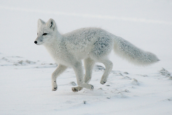 Arctic Fox