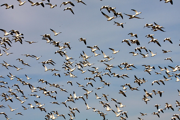 Snow Geese en masse