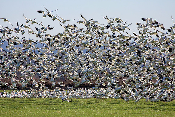Snow Geese en masse