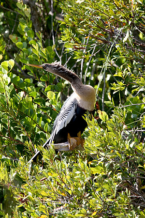 Anhinga