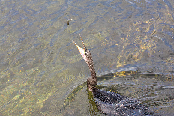 Anhinga