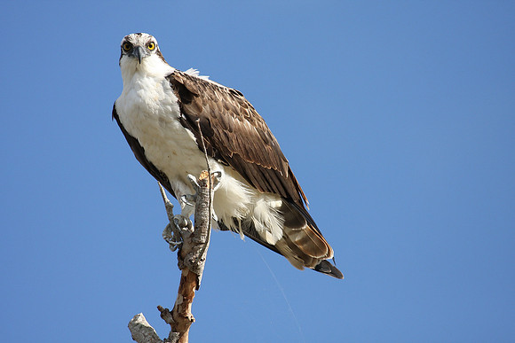 Osprey