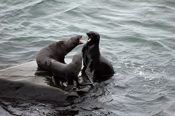 Northern Fur Seal