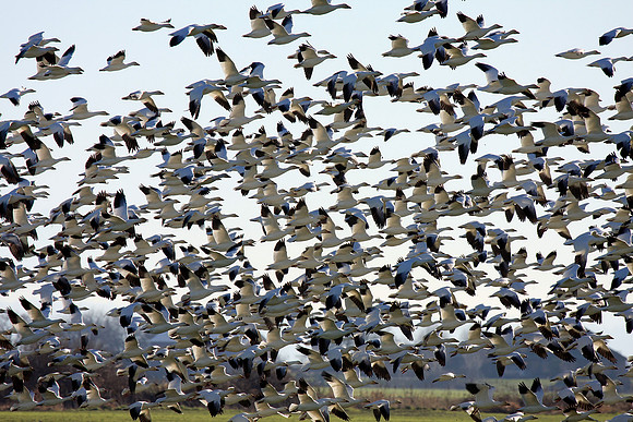Snow Geese en masse