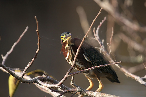 Green Heron