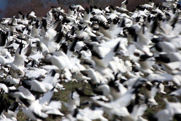 Snow Geese en masse