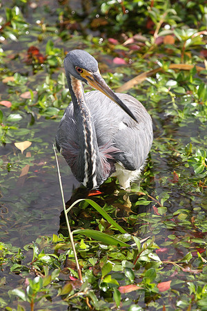 Tricolor Heron