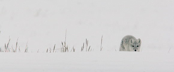 Arctic Fox